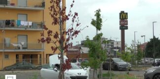 Battipaglia. Alberi di Liquidambar in pericolo nel parcheggio del McDonald’s, la segnalazione del cittadino (video)