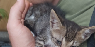 Battipaglia. Tenero gattino cerca una famiglia amorevole