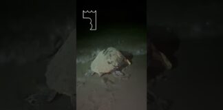 Battipaglia, Caretta caretta depone 78 uova sulla spiaggia del Lido Mojito (video)