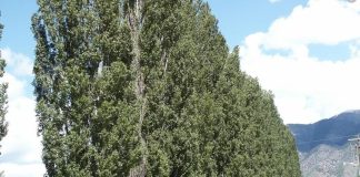Battipaglia. Pioppo nero ostruisce impianto fognario nel cortile dell’IC Salvemini, il Comune dispone l’abbattimento dell’albero