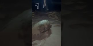 Battipaglia, concluso con successo il monitoraggio del nido di tartarughe marine (video)