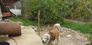 Operazione benessere animale: scoperti maltrattamenti e detenzioni irregolari da Eboli al Cilento