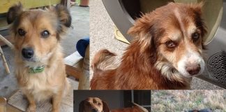 Battipaglia. Selly, Asia, Martin e Nina cercano una Nuova Famiglia!