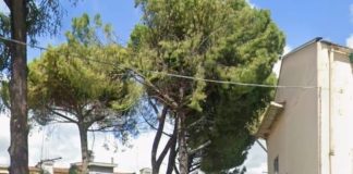 Battipaglia. Pinus pinea infestati da cocciniglia, il Comune abbatte 5 alberi