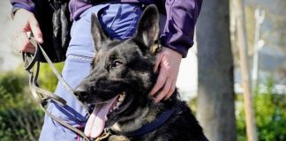 Battipaglia. Controlli a scuola, la Polizia sequestra coltelli e droga
