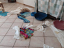 Salerno. Scoperta una struttura con 41 cani in condizioni igienico-sanitarie gravi